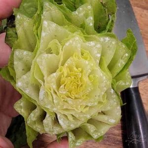 Close up of Romaine Lettuce when you cut it and it looks like a flower.