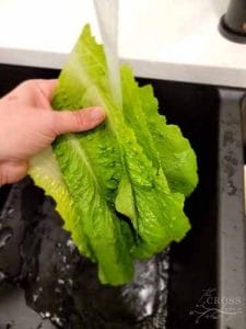 如何准备长叶莴苣，让它保存数周