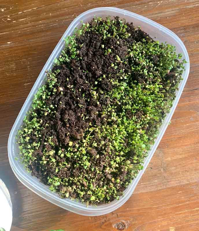Microgreen seedlings just starting to sprout.