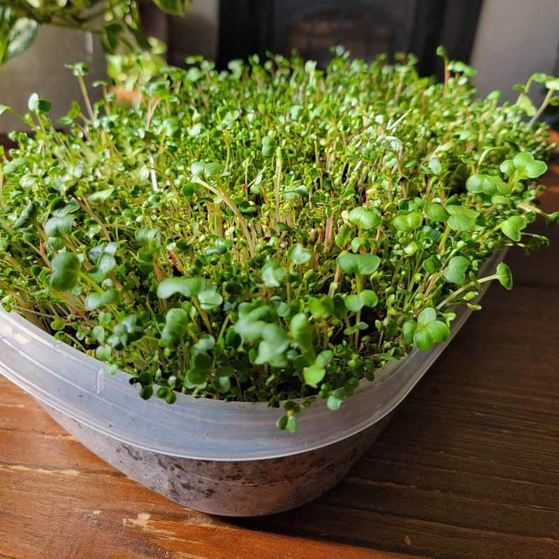 How to Grow Microgreens From Seeds at Home