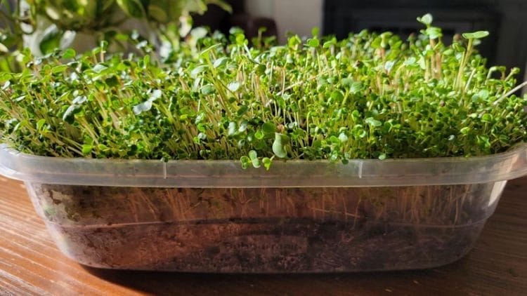 Side view of Micros in a shallow tray.