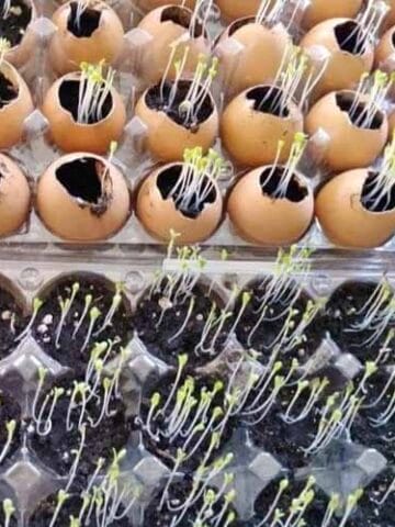 planting seeds inside of soil and cups or eggshells