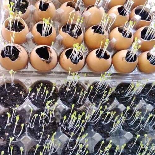 planting seeds inside of soil and cups or eggshells
