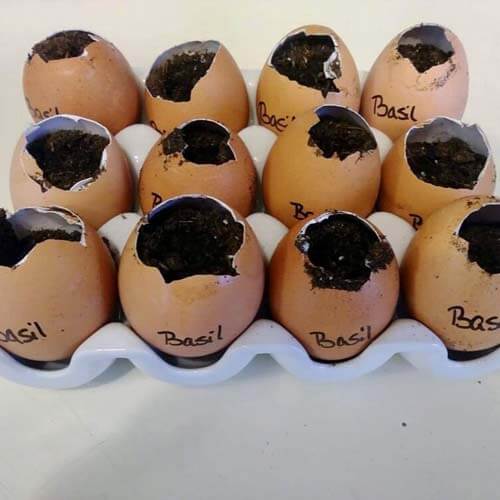 basil seed starts inside of soil and eggshells