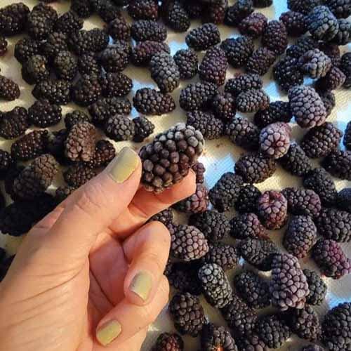 这些冰冻的黑莓是复活节彩蛋华丽的紫色染料!