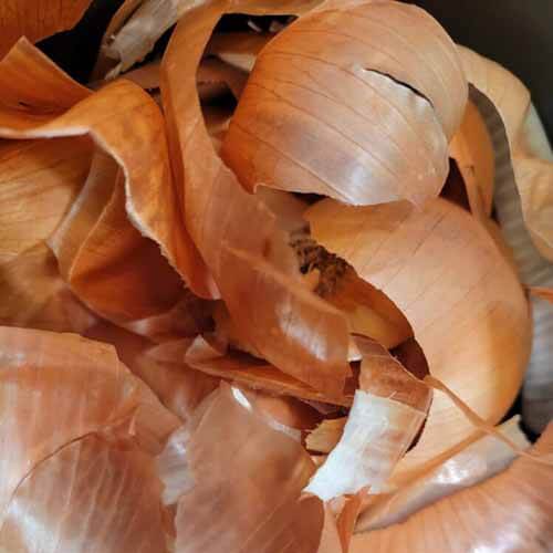 these onion peels make a stunning orange dye for Easter eggs!