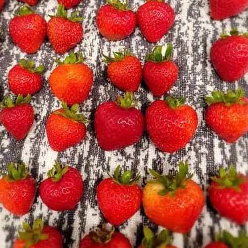 新鲜草莓排在灰色毛巾上