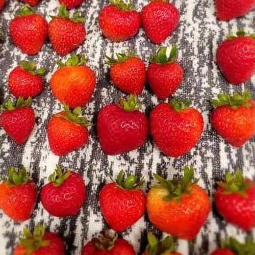 fresh strawberries placed in rows on grey towel