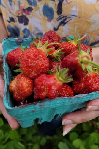basket-of-ripe-fruit-that-will-be-used-to-make-strawberry-jam