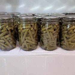 canned-green-beans-in-mason-jars-cooling-on-a-countergydF4y2Ba