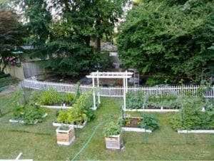 photo-of-amy 's-whole-urban-homestead-backyard-garden-with-potoato-boxes-raised-beds-and-trellis