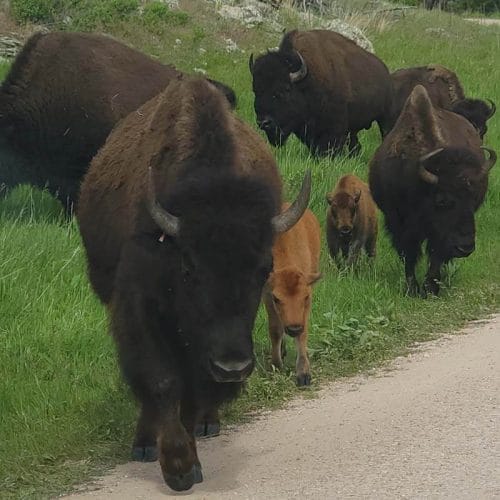roaming-buffalo-at-Custer-State-Park