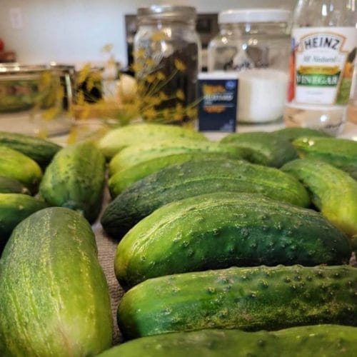 close up of pickling cucumbers with ingredients blurred in the background