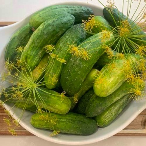 pickling cucumbers in a white bowl with fresh dill sprigs