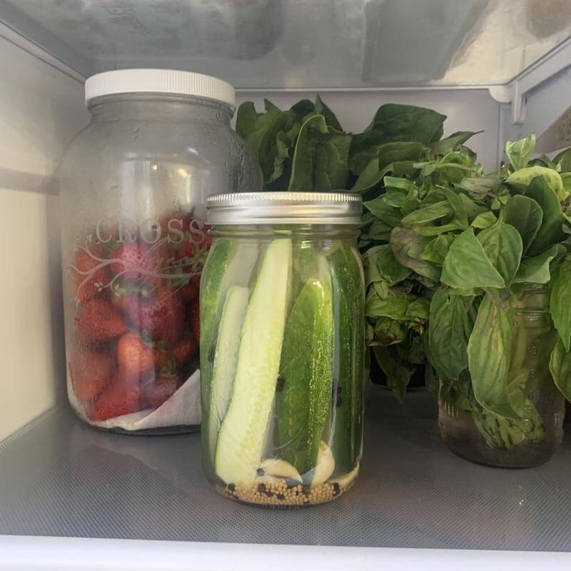 no canner needed dill pickles pickling in the refrigerator