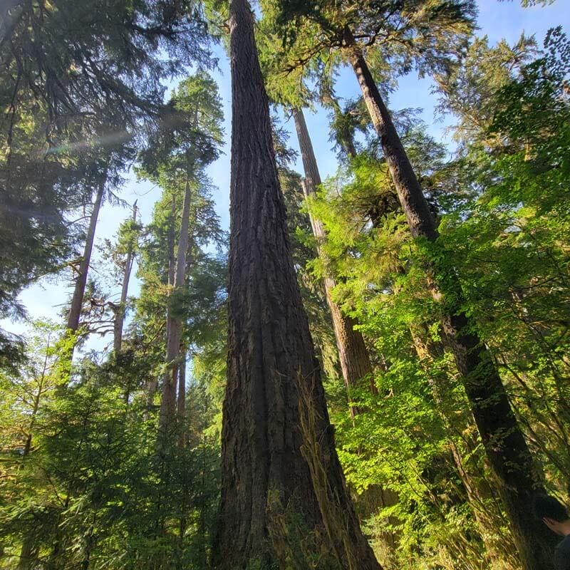 Hoh Rainforest Trees