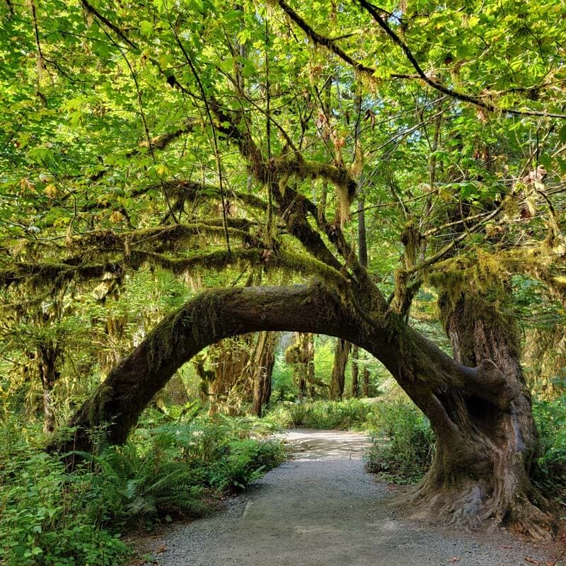 Curved Tree Hoh Rainforest