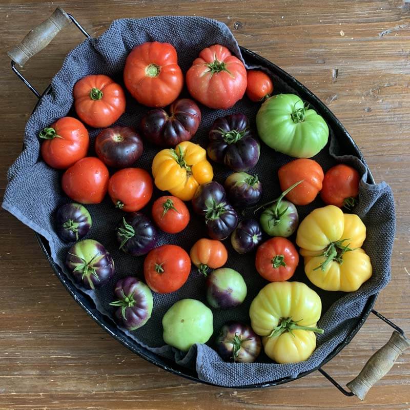 variety of heirloom tomatoes in an oval tray lined with a blue towel