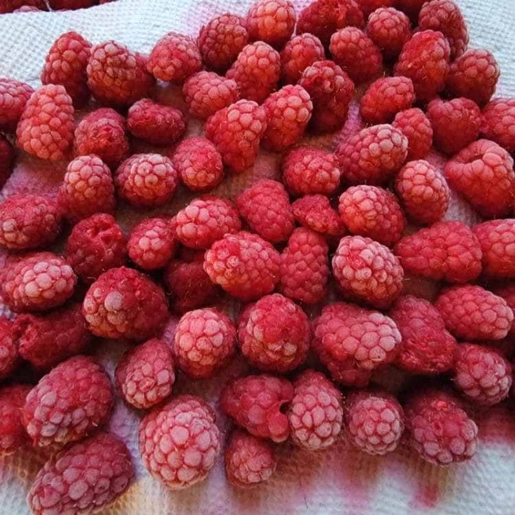 Frozen Raspberries laying on a White Towel