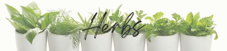 Herbs potted in white pots lined up in a row with the word "Herbs" over top. Category Page Header Image for Herb Content.