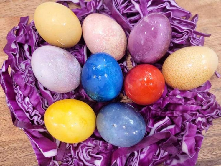 10 dyed eggs sitting on a bed of shredded red cabbage.