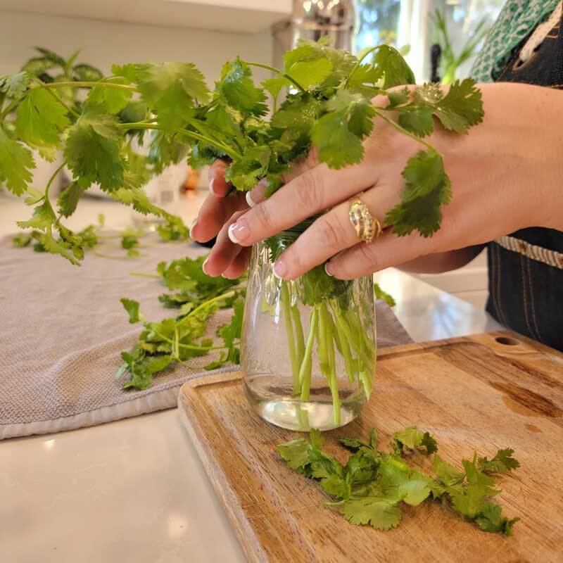 Fresh cut Cilantro in a glass jar with water.