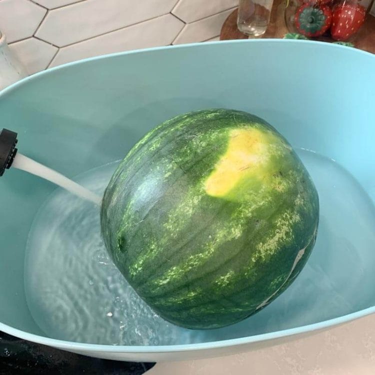 A whole watermelon in a light blue beverage tub being filled with water to be washed in a vinegar bath for 2 minutes.