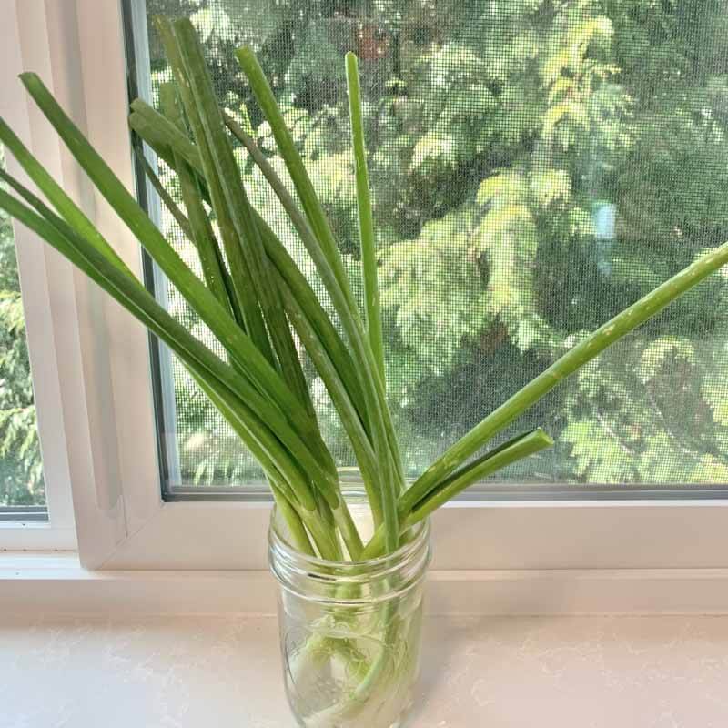 Green onions in a jar of water sitting on a windowsill