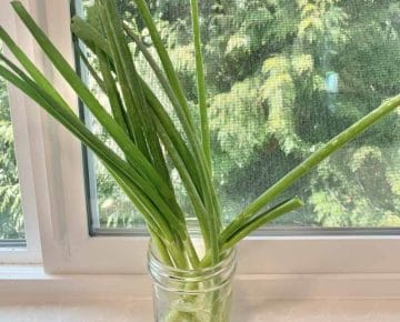 Green onions in a jar of water sitting on a windowsill