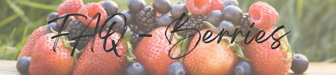 FAQ Berries Page Header Banner